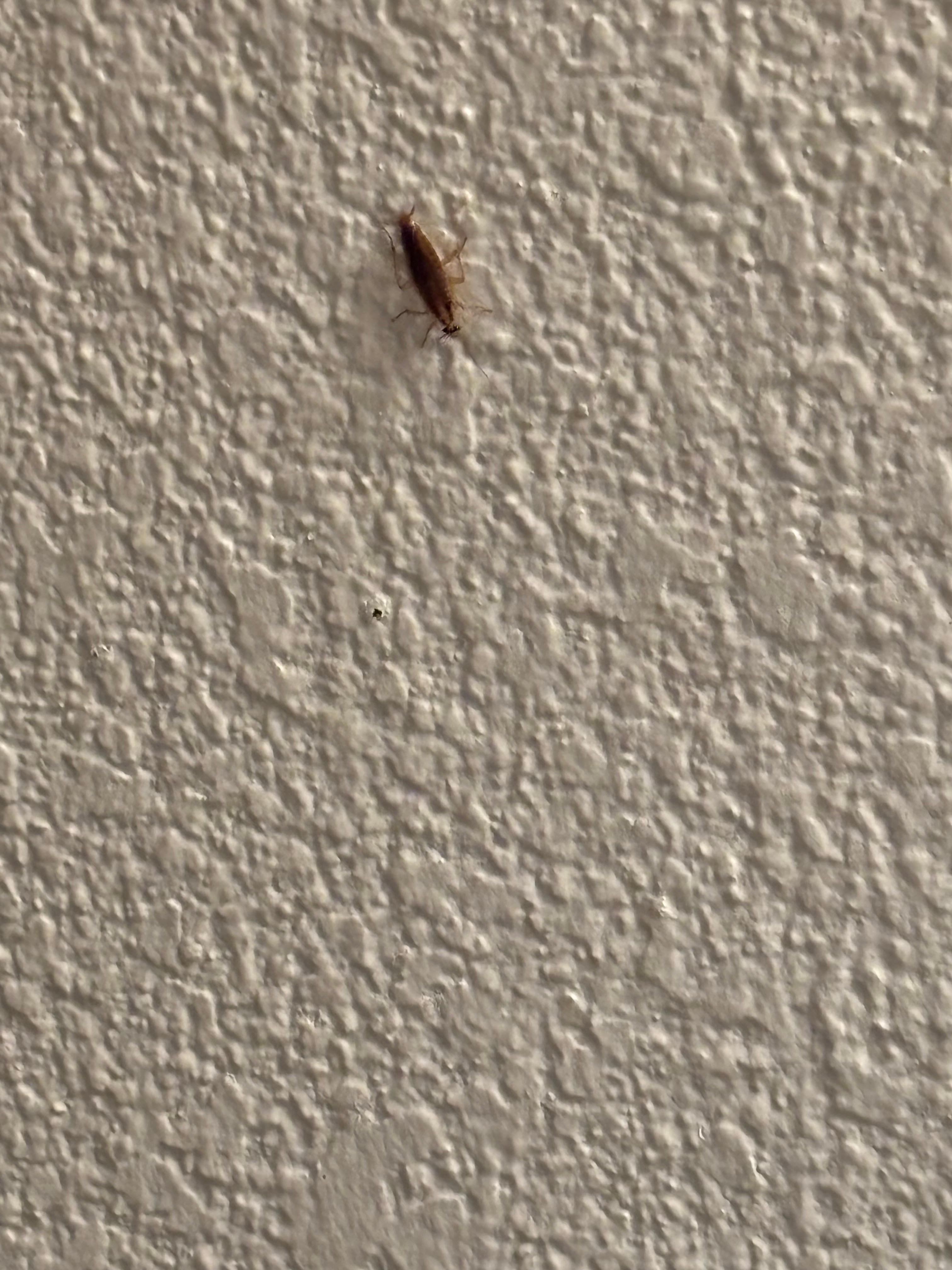 One of the many pets the should’ve paid me for keeping