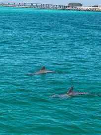 Dolphin cruise Destin
