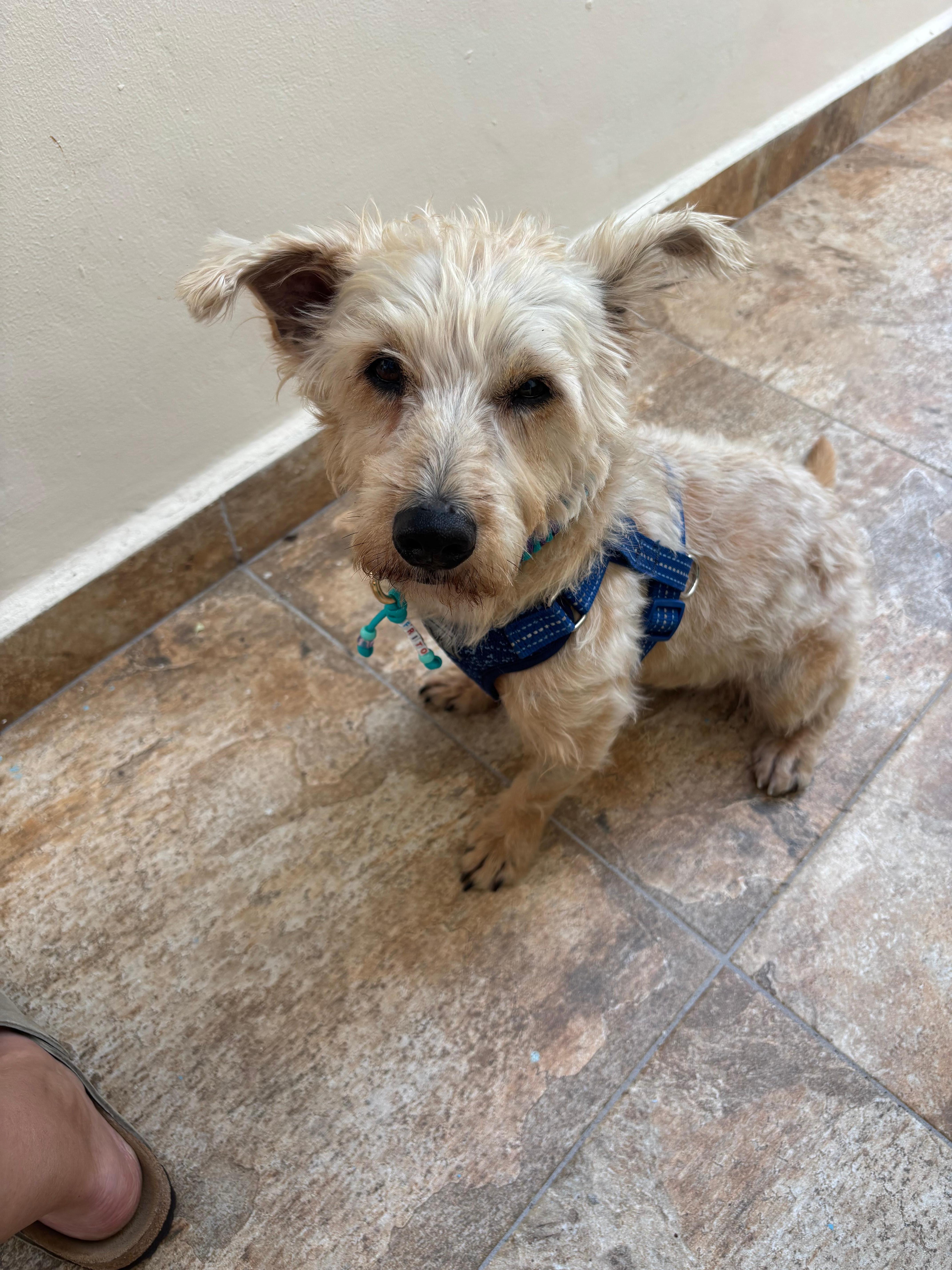 Frito…your new best friend 😊