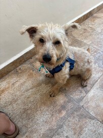 Frito…your new best friend 😊