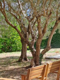 Les oliviers dans le jardin, superbes
