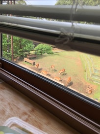 部屋の窓から鹿が観察できる