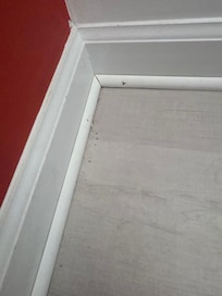 More dead insects or potentially droppings of some sort. Didn't get close enough to sort it out