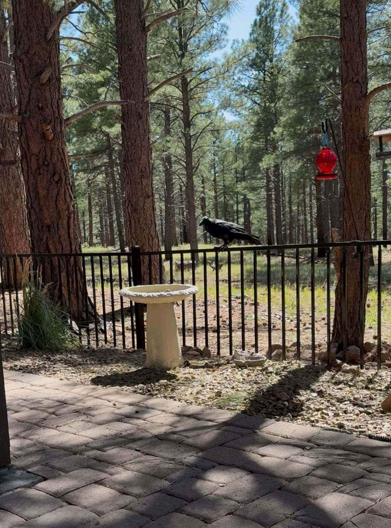 A view from the patio into the pine forest 