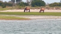 Shackleford Banks