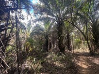 Walk in the nearby jungle. Saw two sloths.