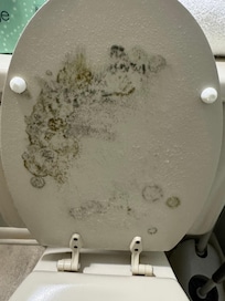 Mold on the toilet