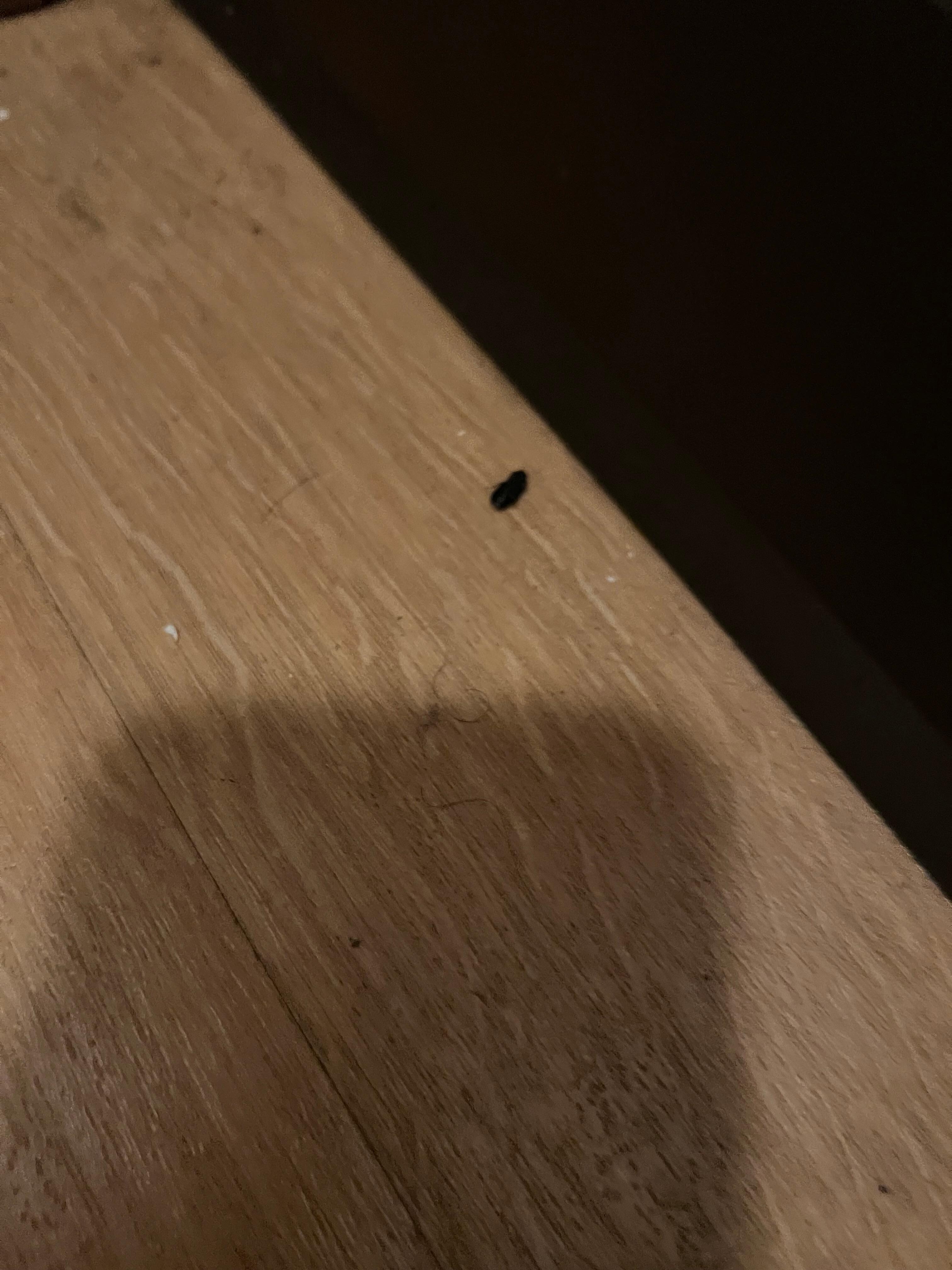 Dead bugs