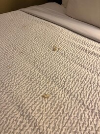 The parts of the ceiling that we walked into on the comforter. We looked up and saw what’s in the next few pictures.