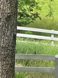 Lots of birds and nature