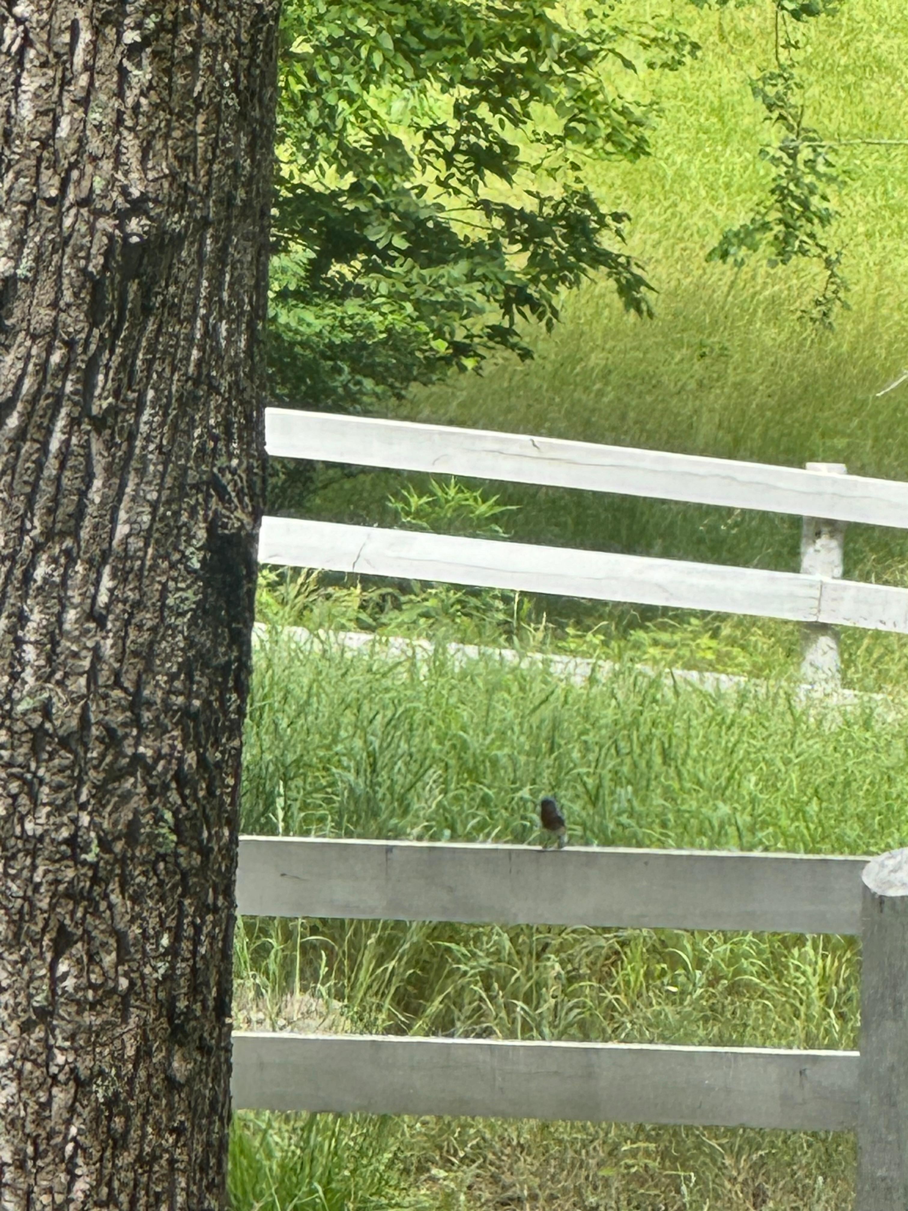 Lots of birds and nature 