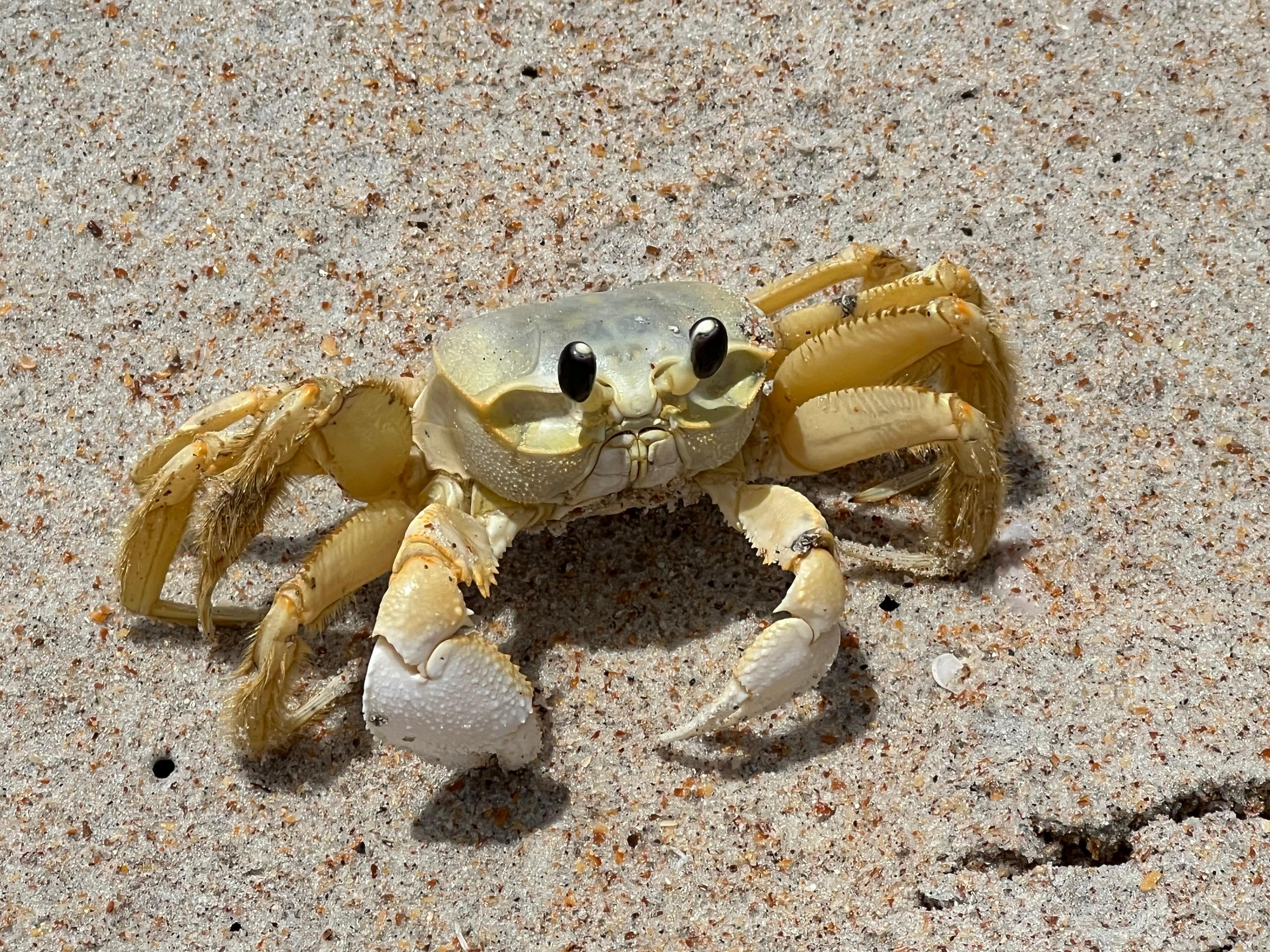 Crab on the beach