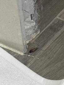 Dead roaches