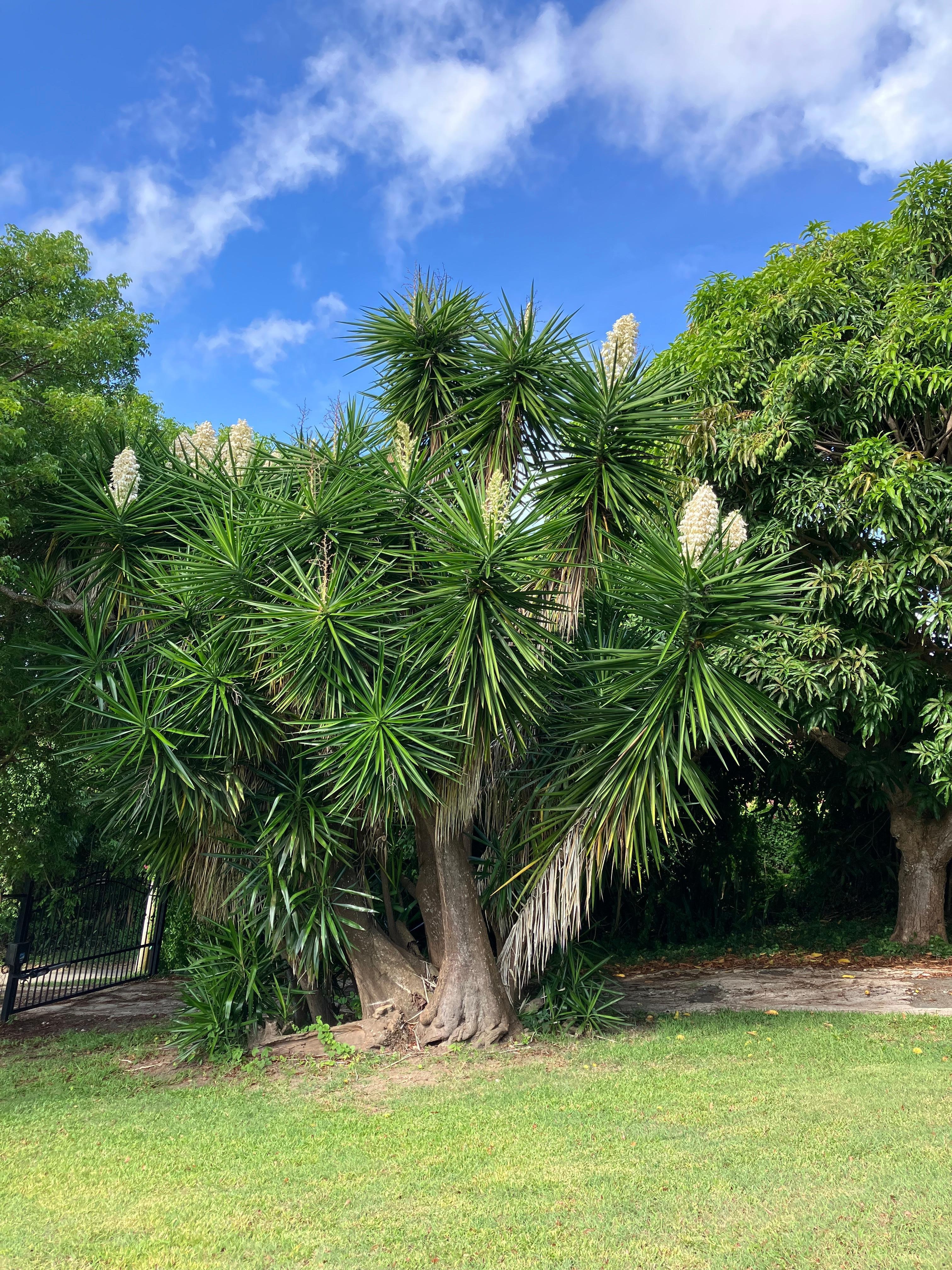 Beautiful Spanish Palm tree