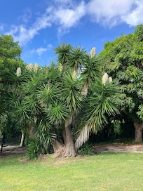 Beautiful Spanish Palm tree