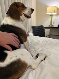 Walter thought he room was perfect