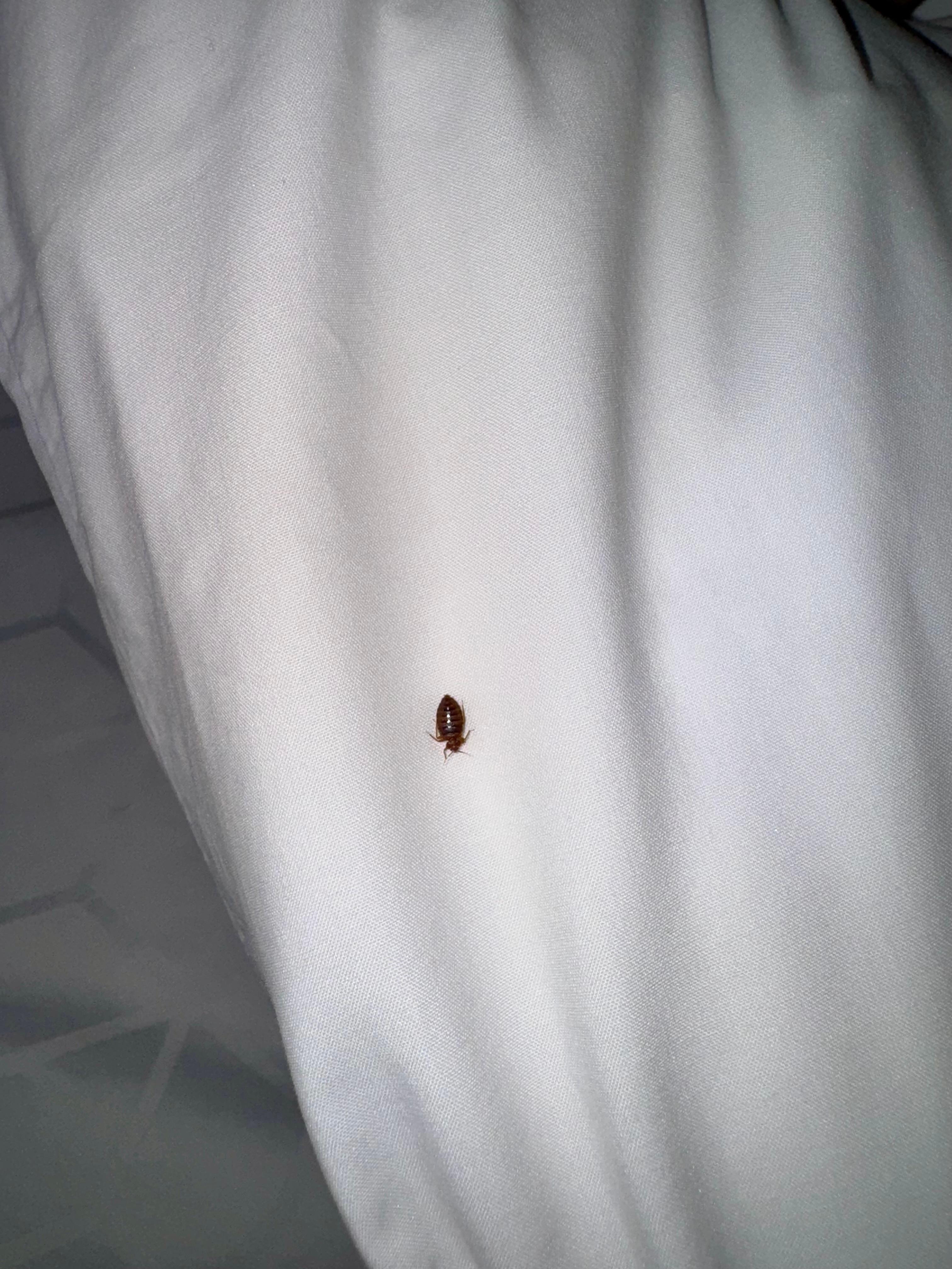 Bed bug 