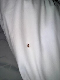 Bed bug