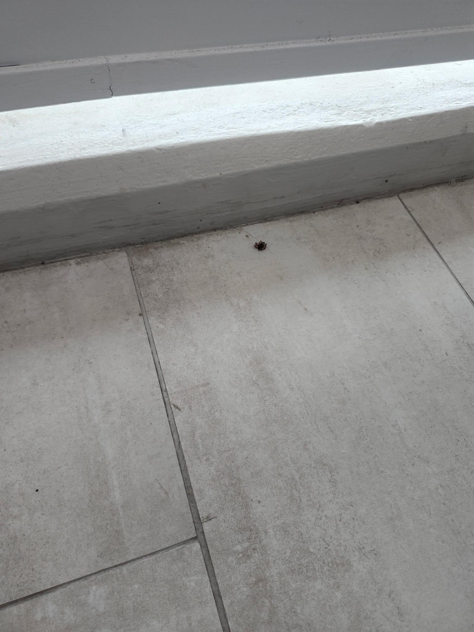 Dead bugs