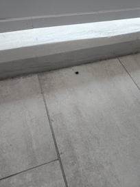 Dead bugs