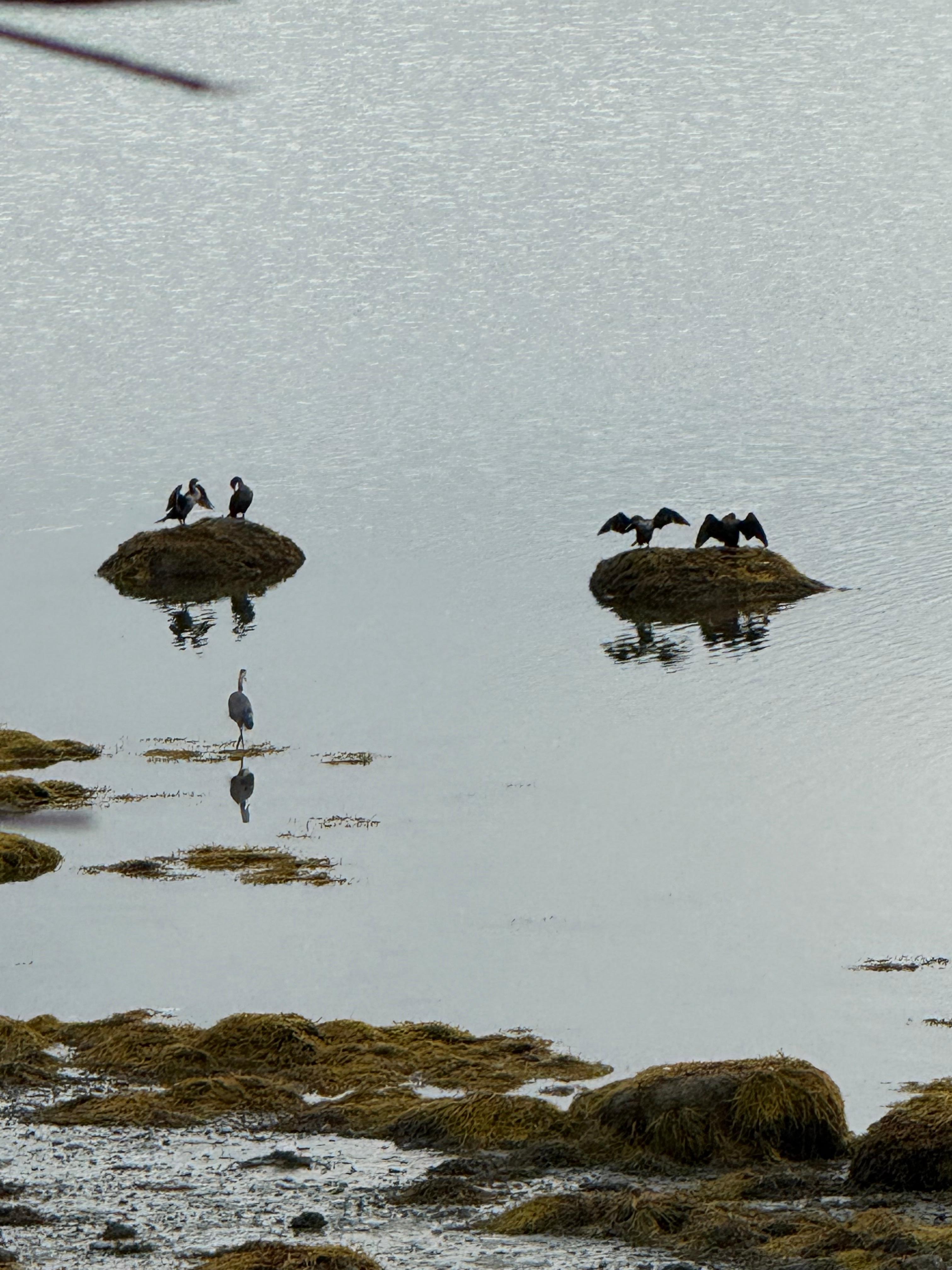 Cormorants and heron on the beach at low tide,