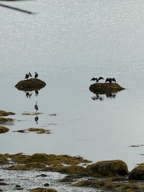 Cormorants and heron on the beach at low tide,