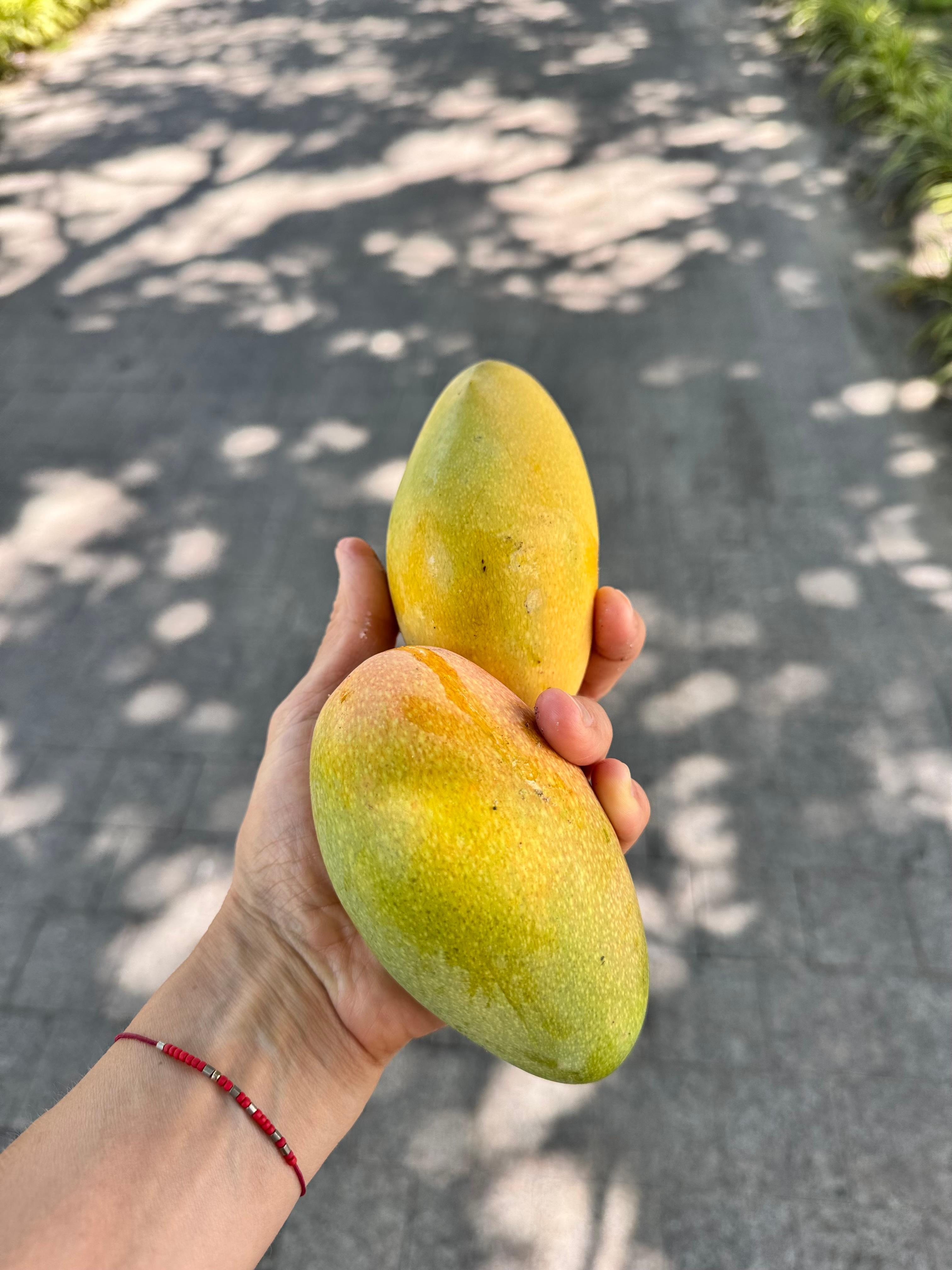 When nature does home deliveries! Mangos at every corner 