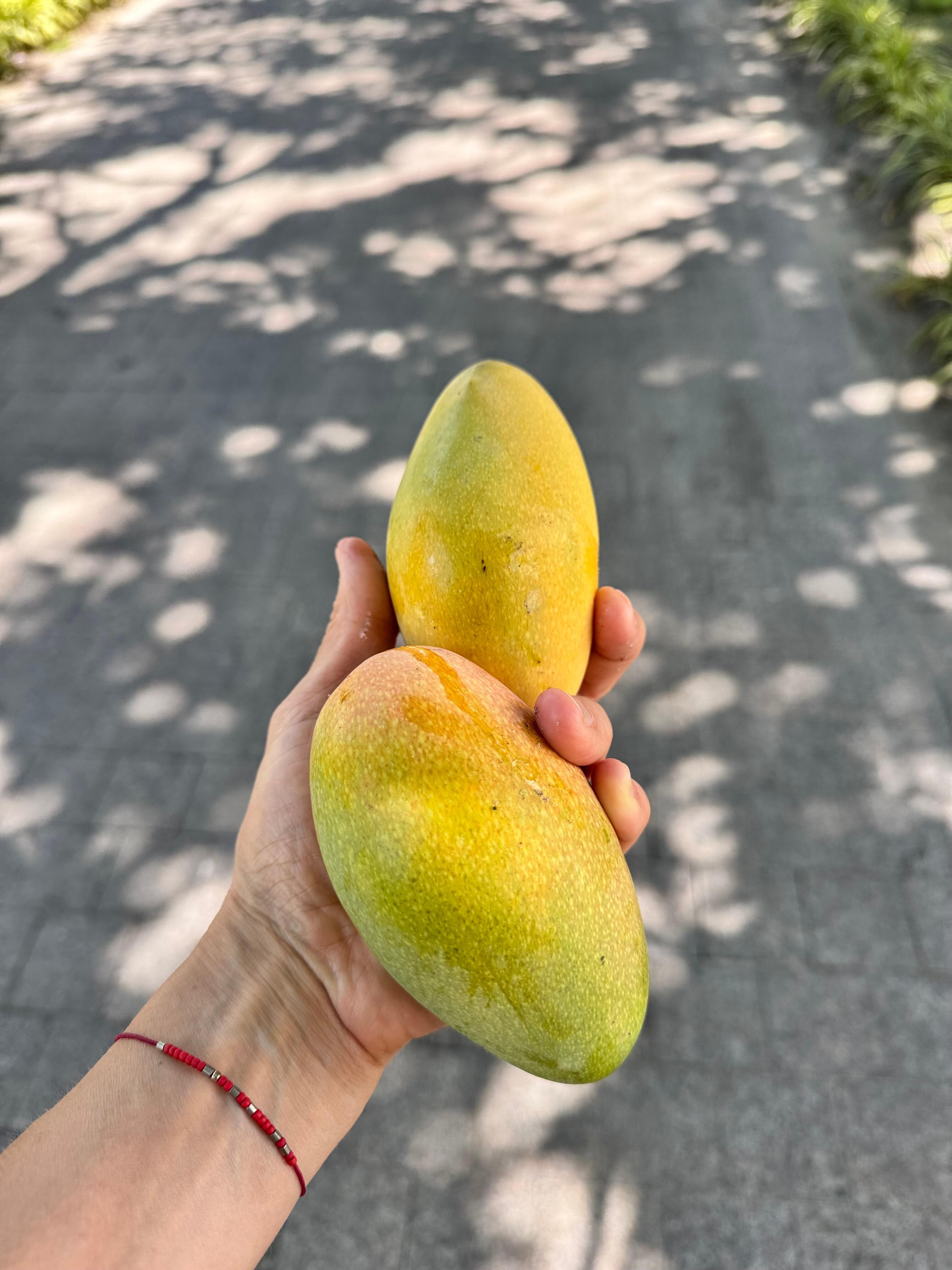 When nature does home deliveries! Mangos at every corner 