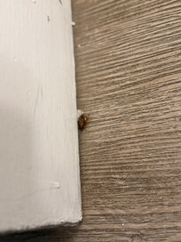 Another cockroach
