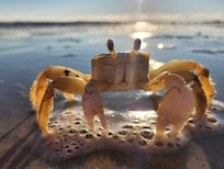 Our little crabby friend!