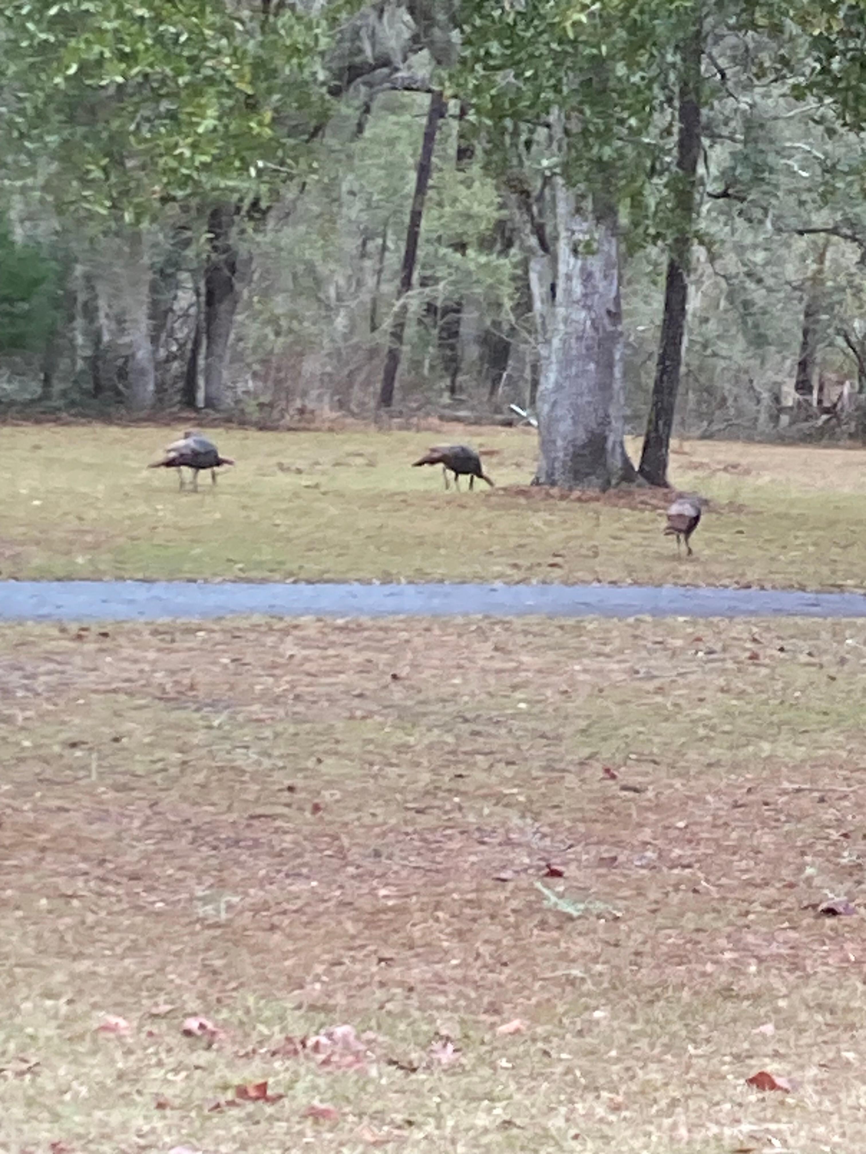 Turkeys 