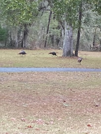 Turkeys