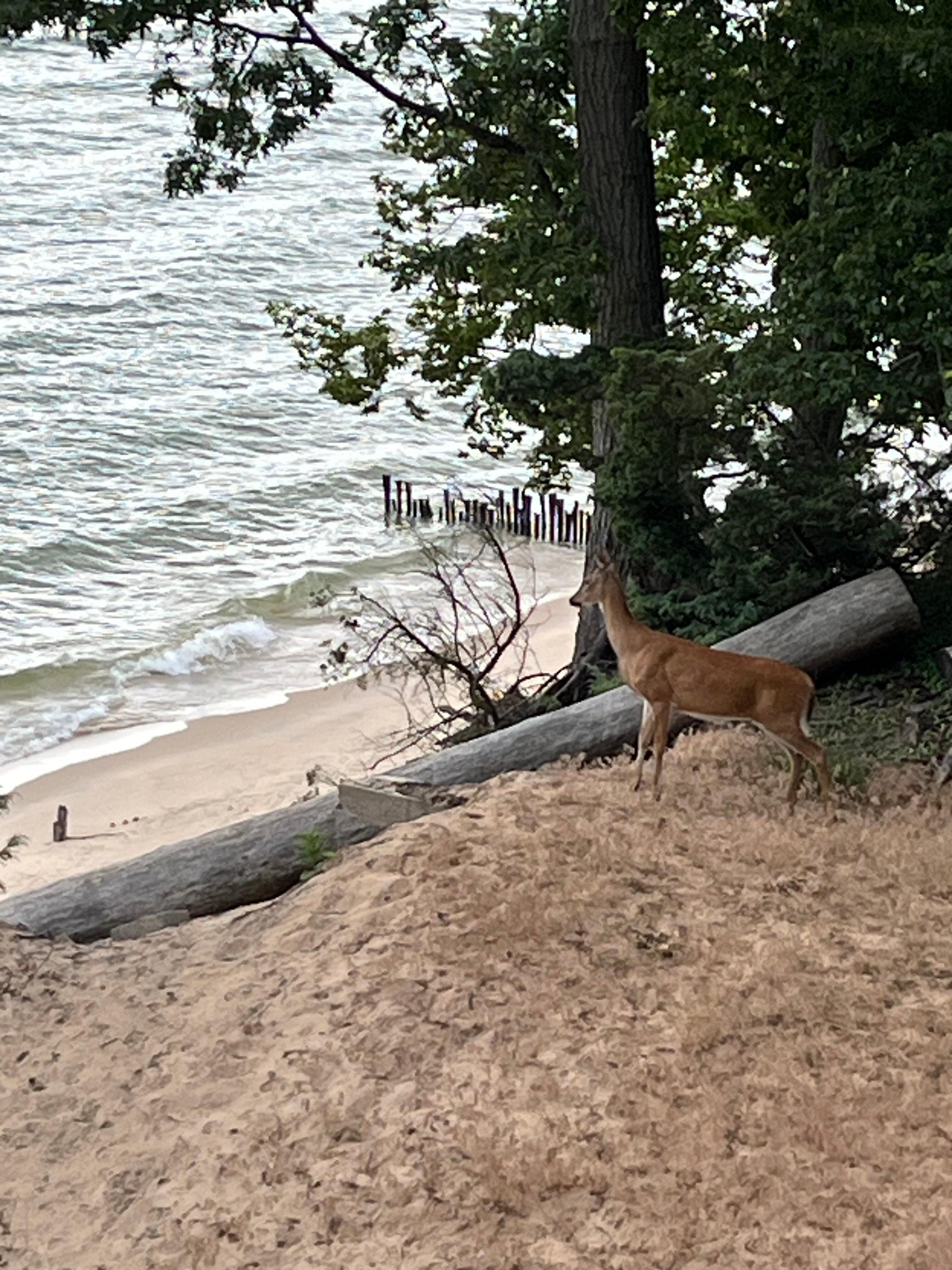 Wildlife nearby.