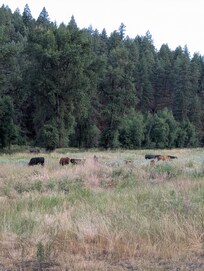 View from the back porch.