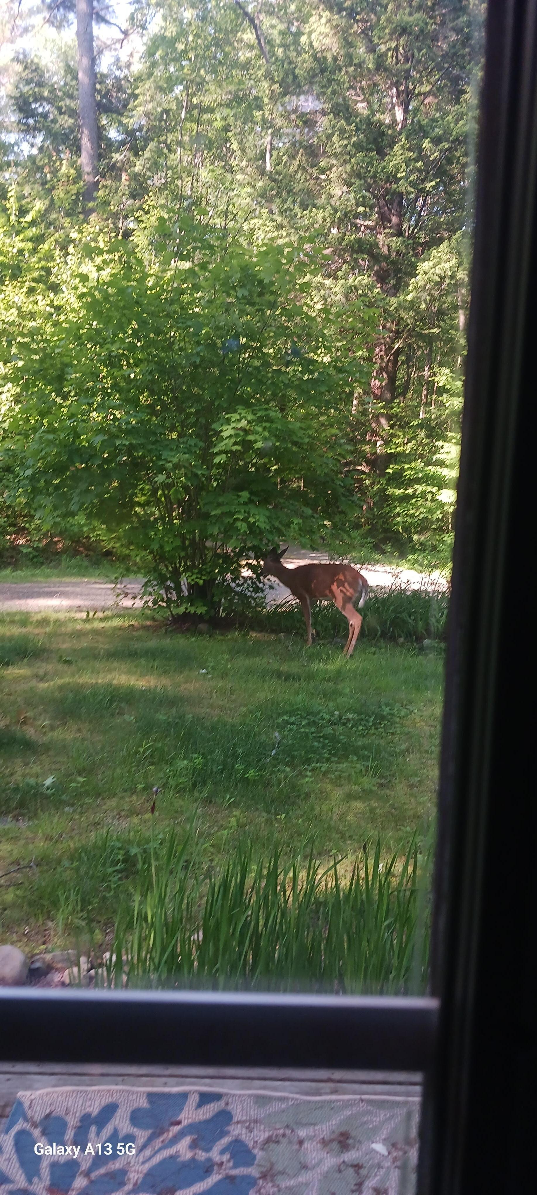 A morning visit.