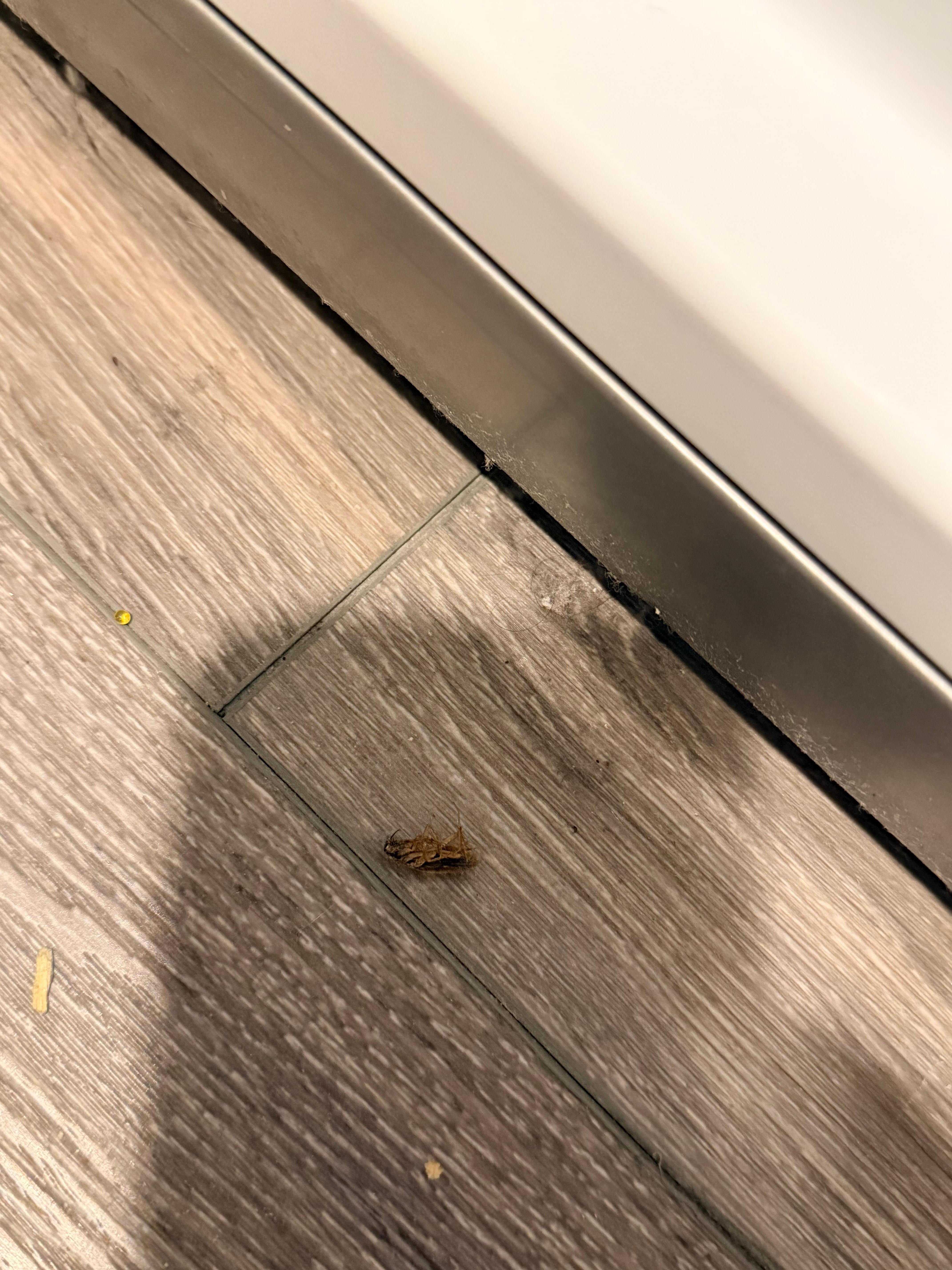 A roach that we killed that came from the freezer door when we opened it.