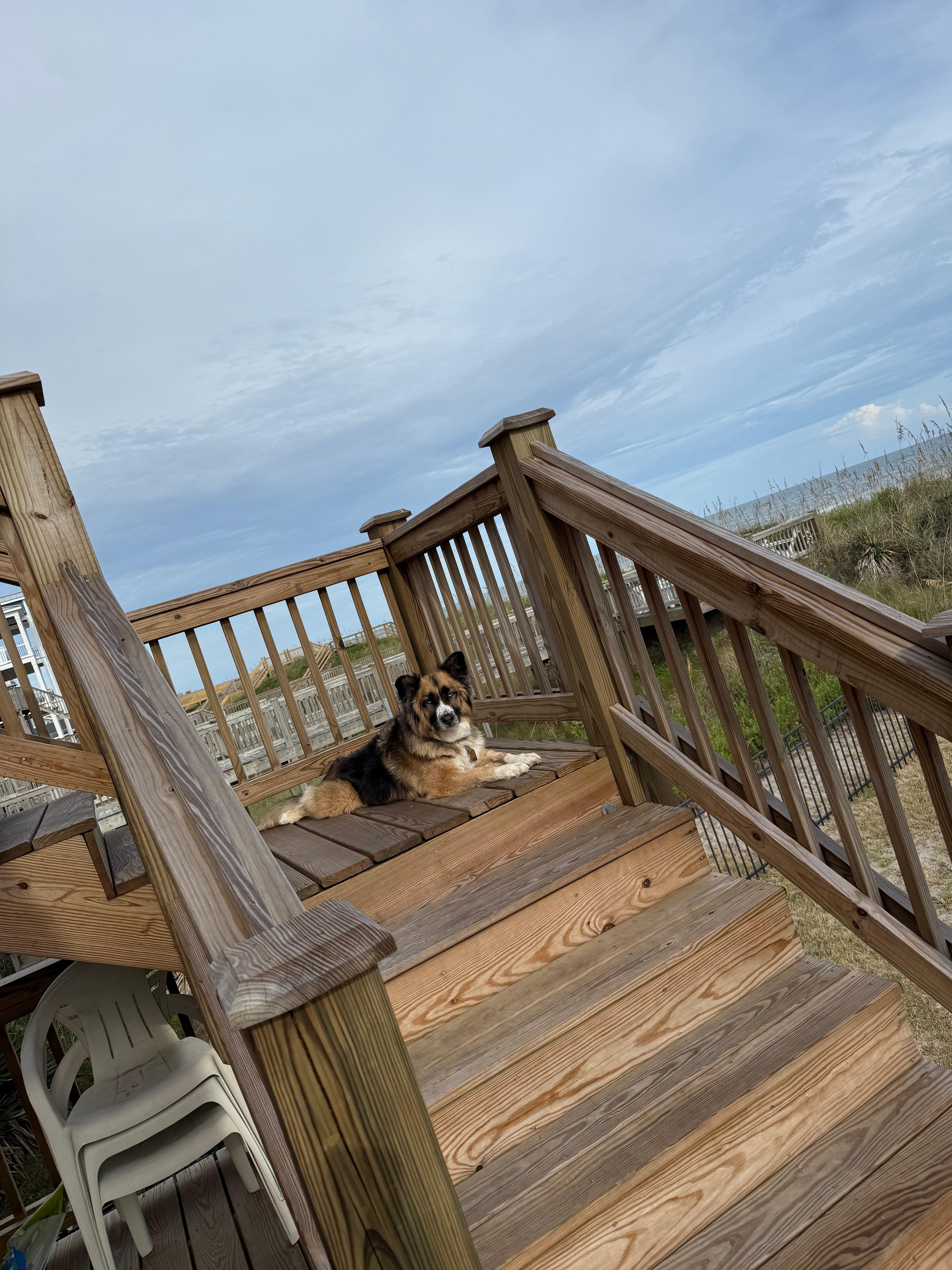 My dog and my parents dog loved the deck