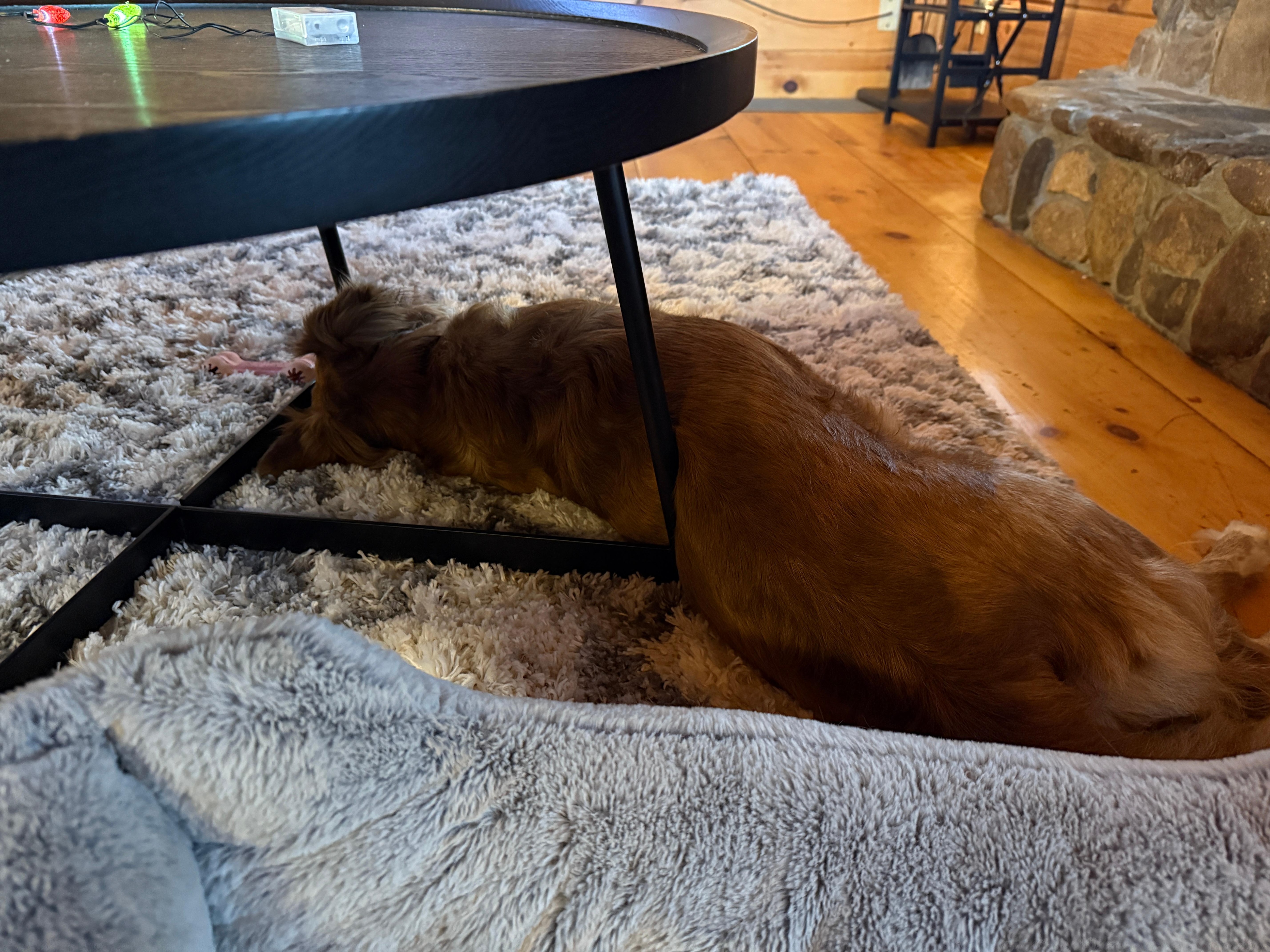 Pumpkin spice thought the rug was very comfy