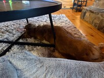 Pumpkin spice thought the rug was very comfy