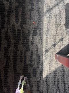 Dead roach 2 (enlarged)