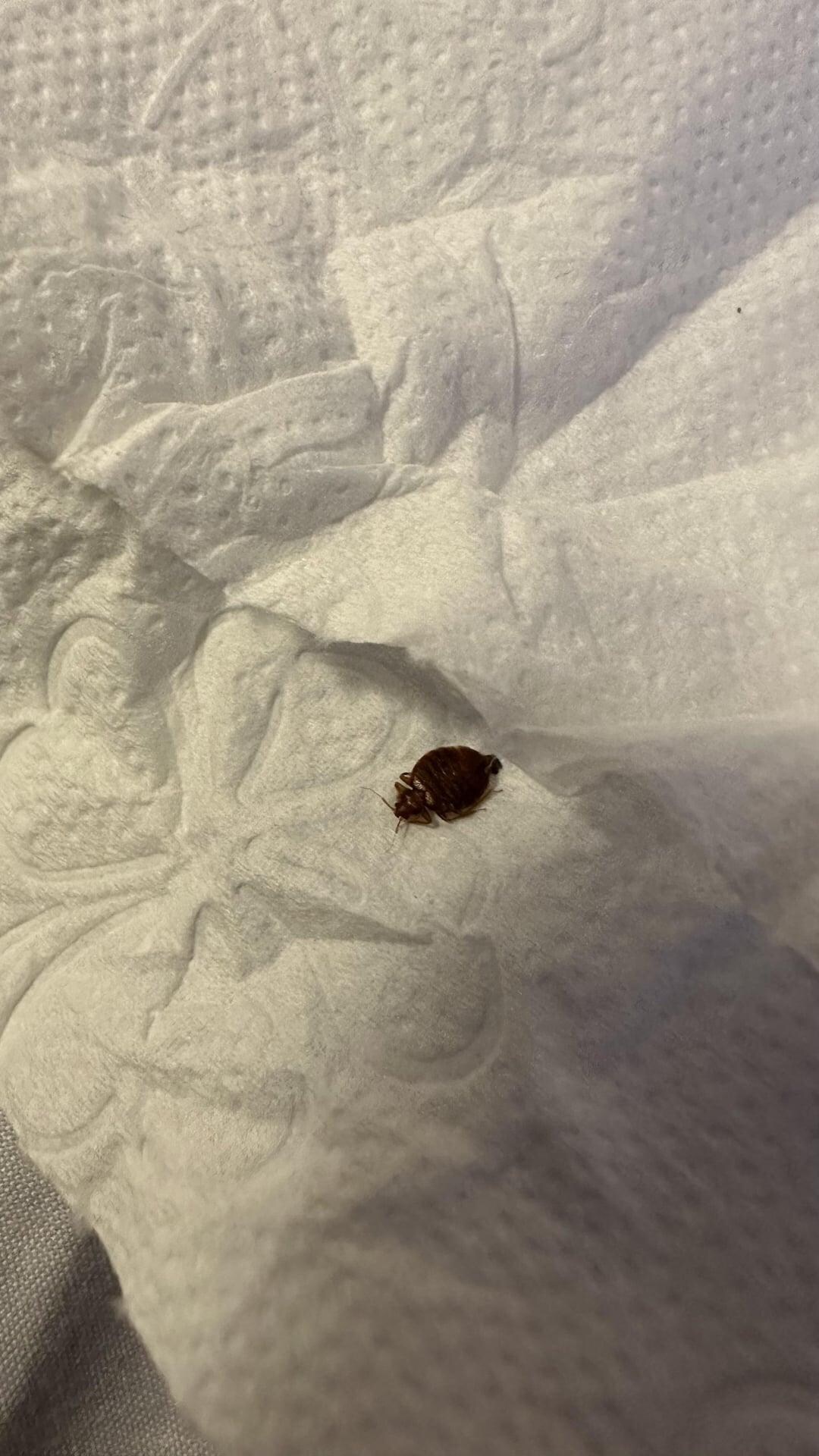 Bedbug or roach we took all of our stuff to the car had to wash everything & spray