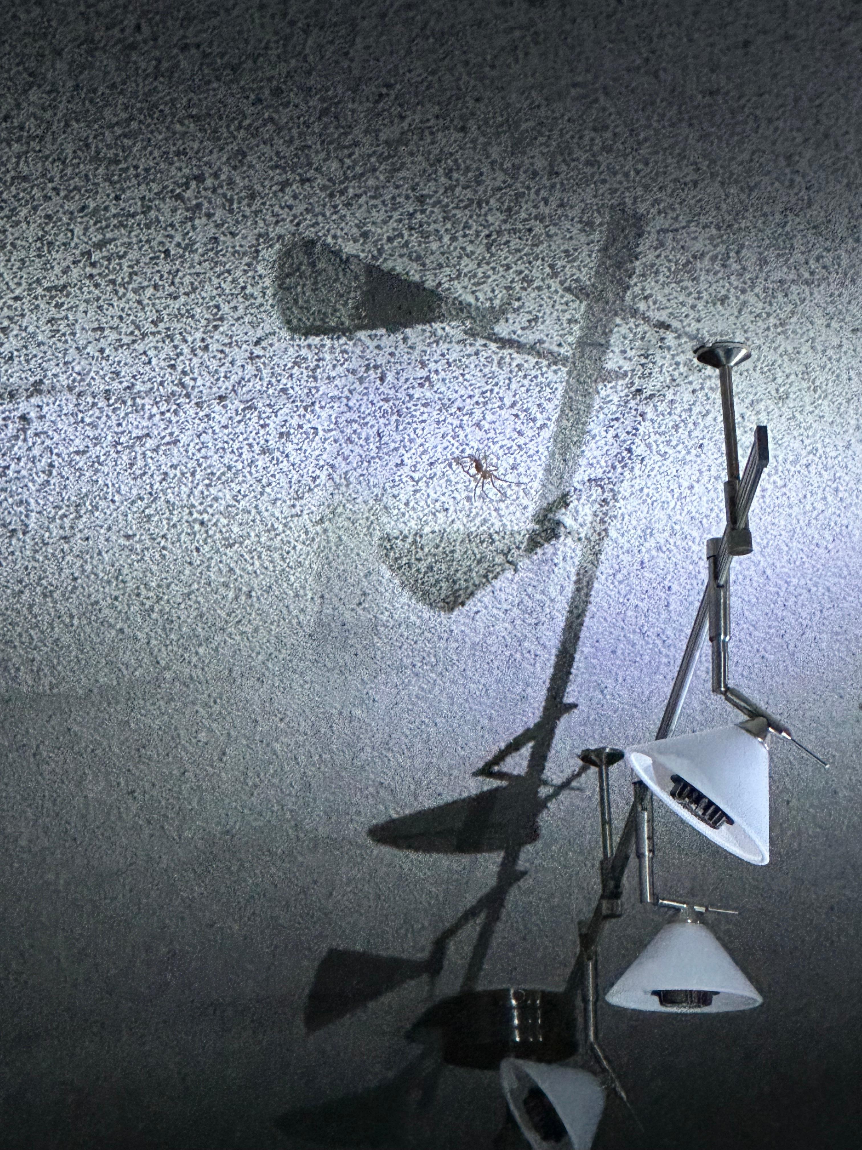 Spider in the rooom. Yes lights are off due to 7 hour power outage 