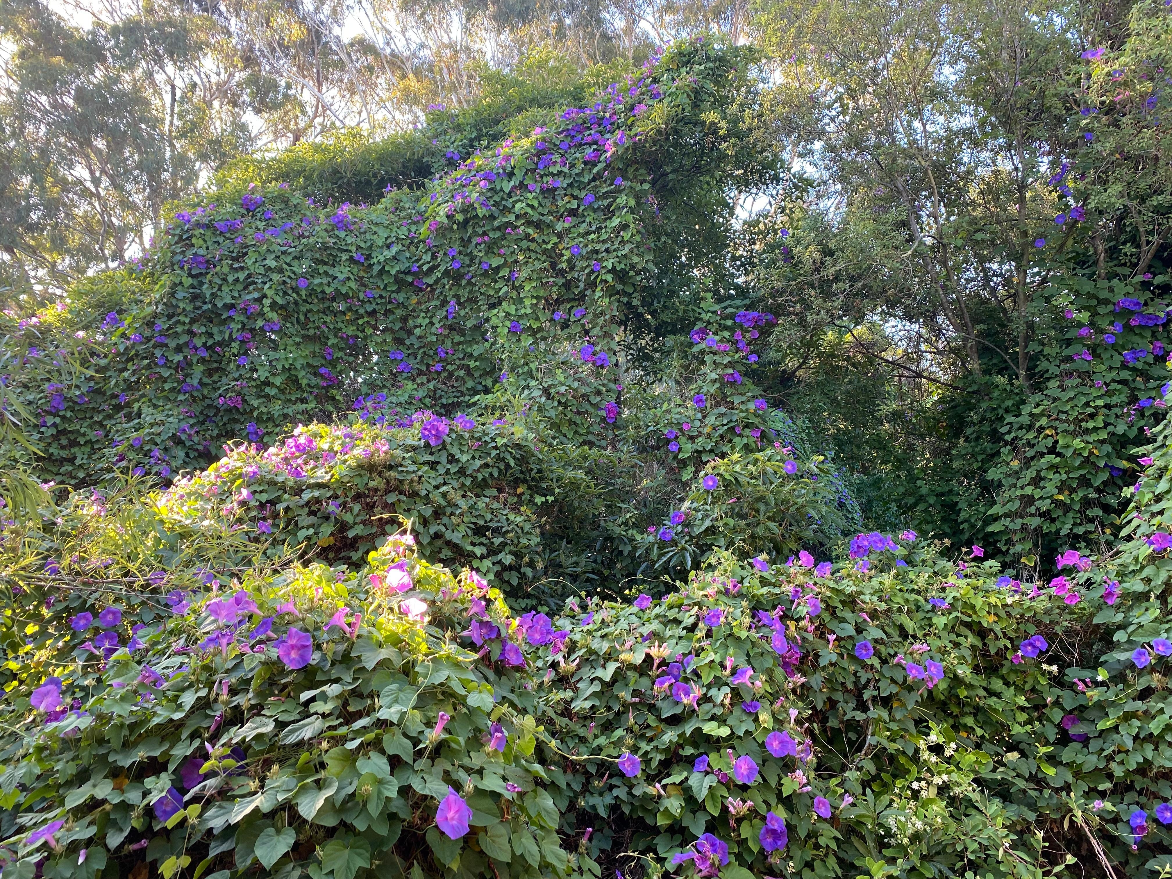 The morning glory vine climbing all over the trees surrounding the property 