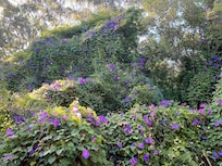 The morning glory vine climbing all over the trees surrounding the property