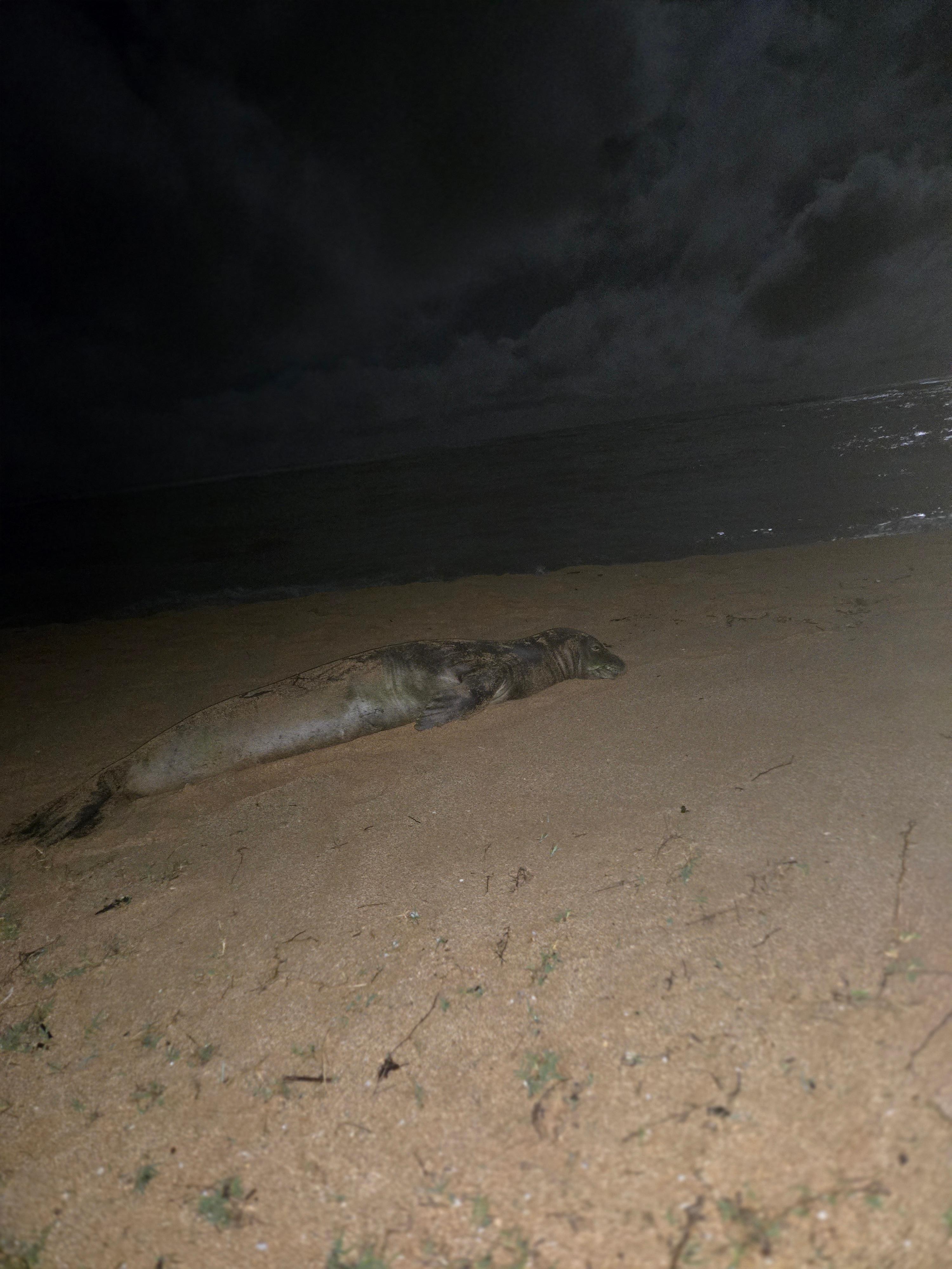 Monk seal visited sheraton