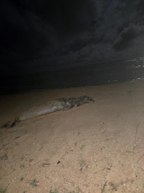 Monk seal visited sheraton