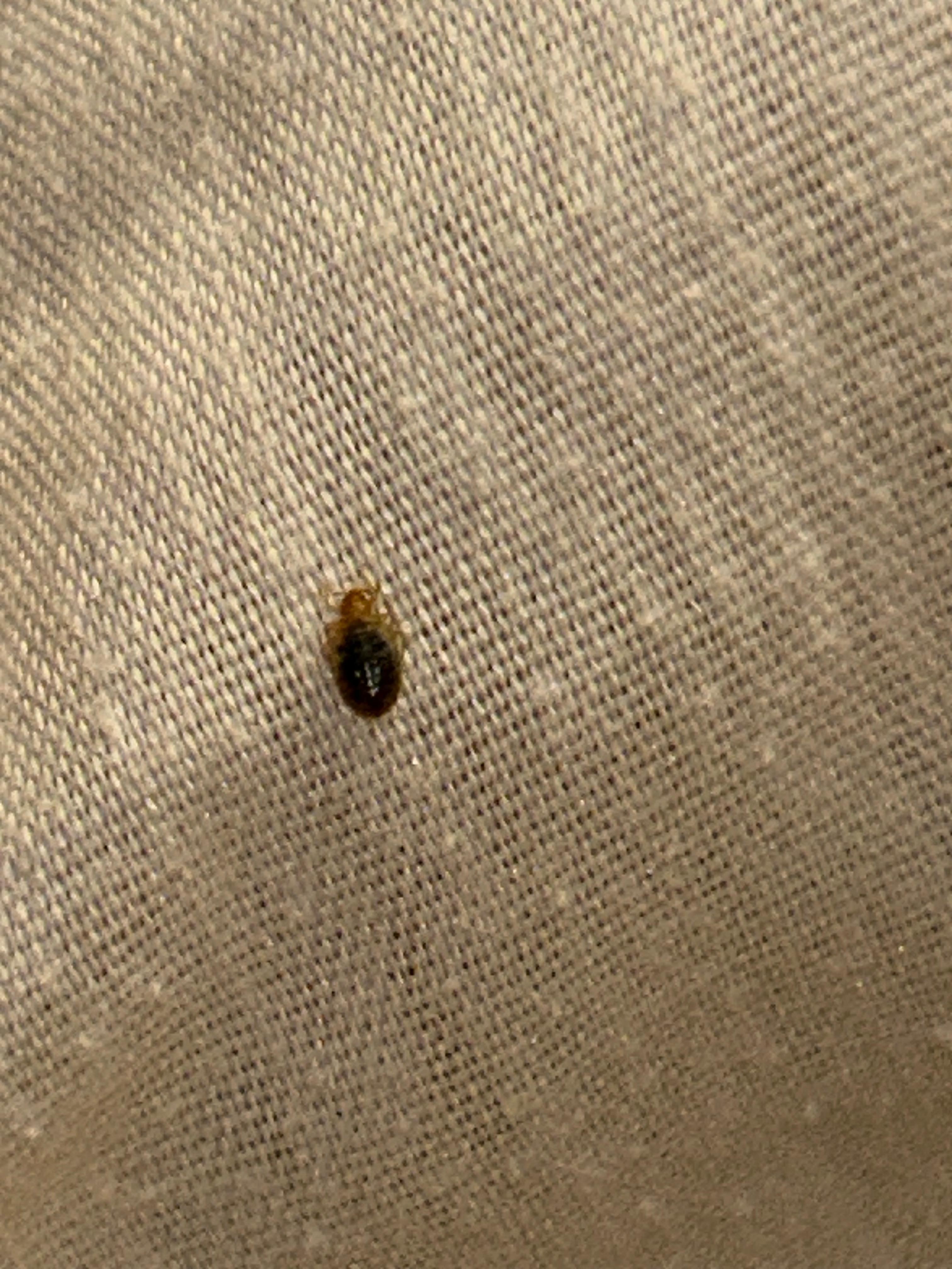 Bed bug