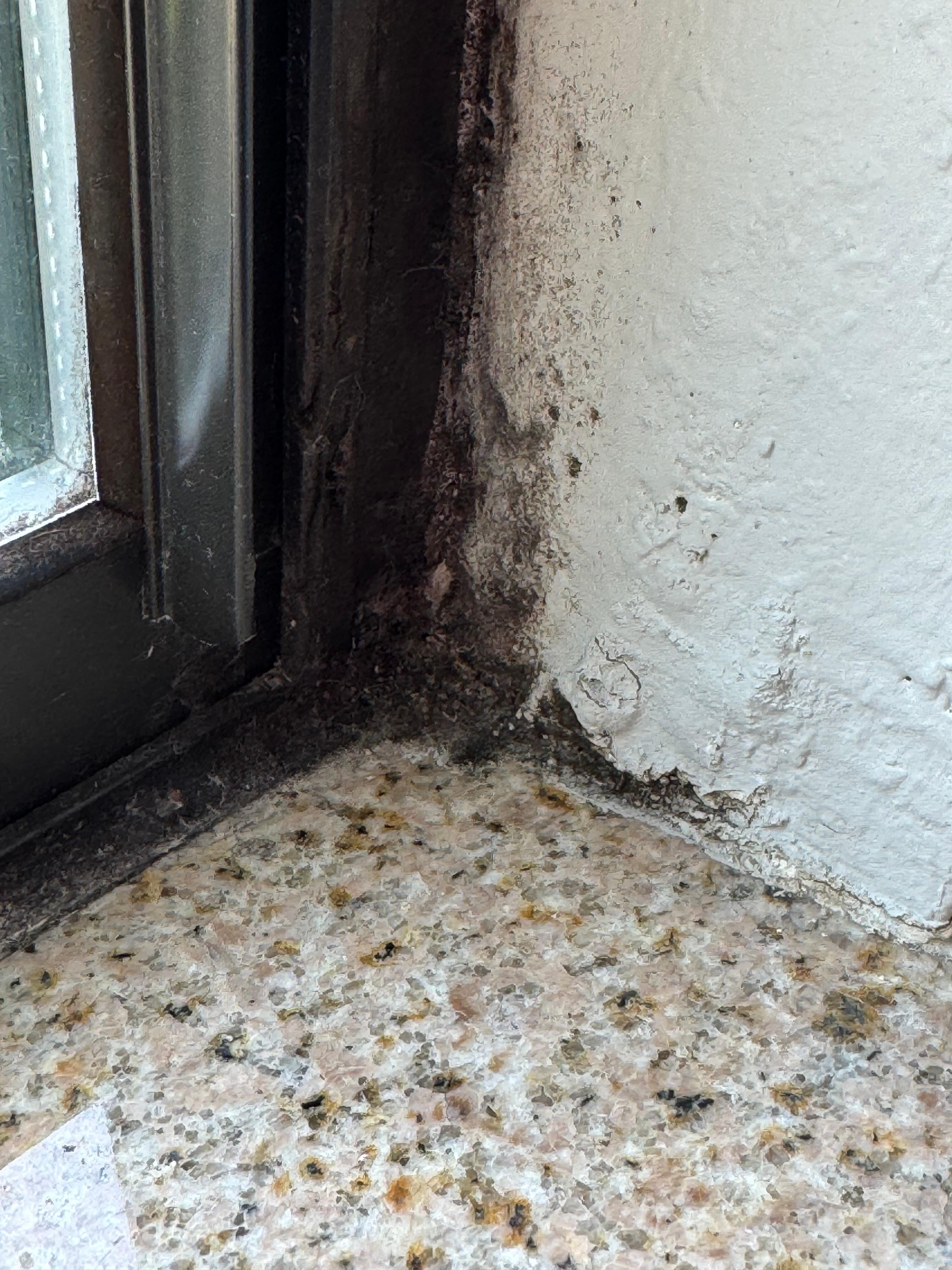 Black mold on the window in room 119