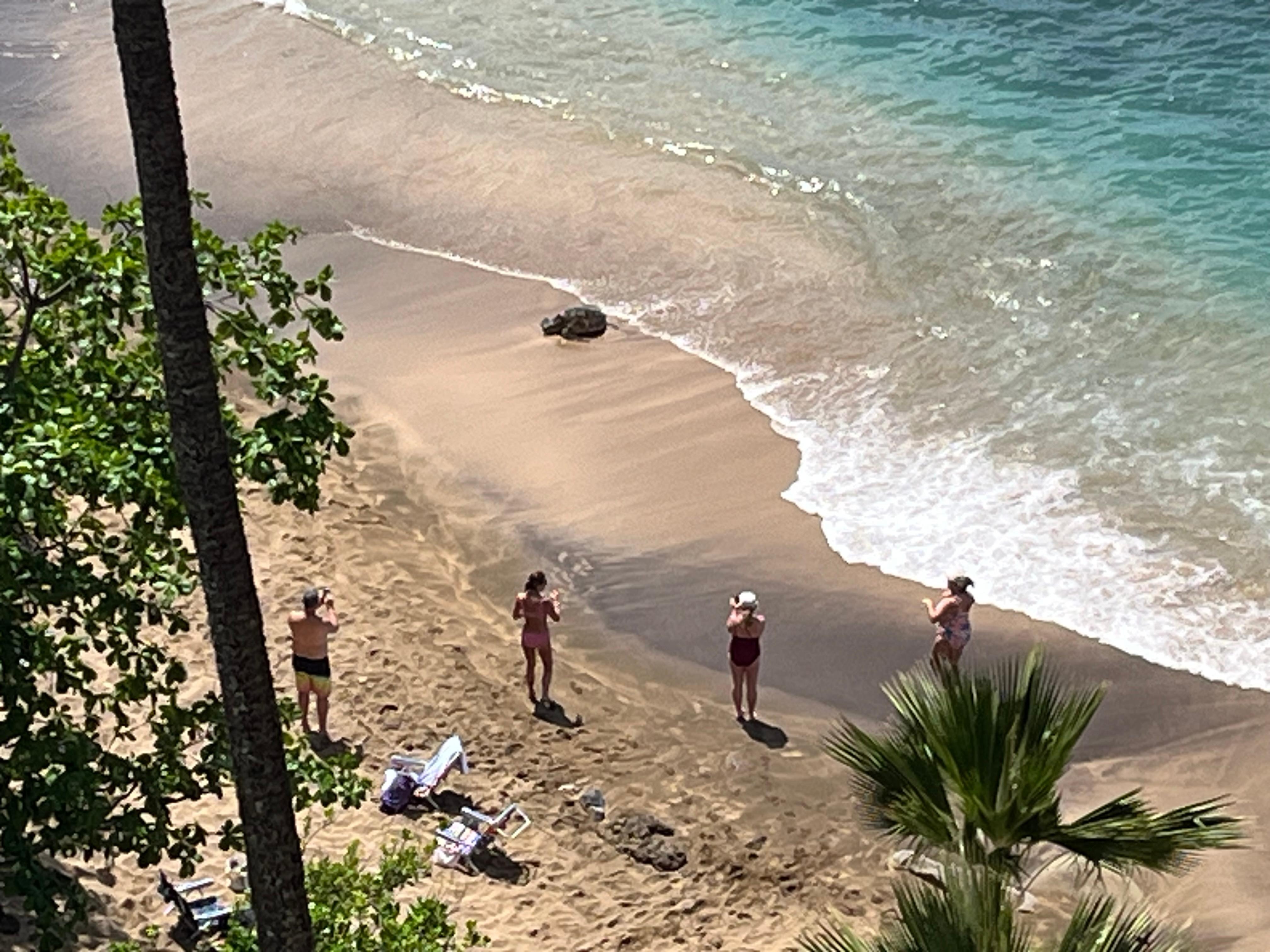 Our resident turtle!