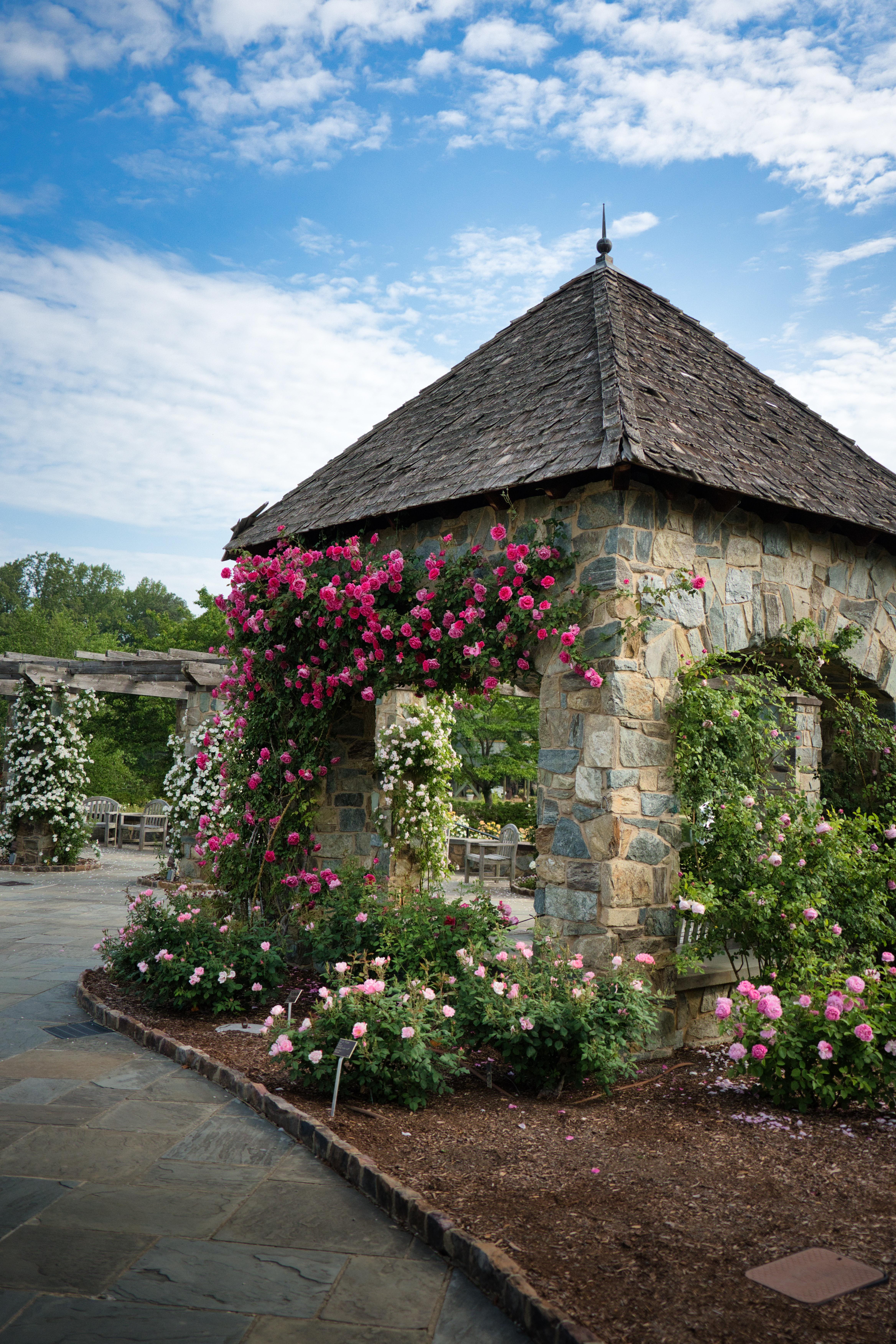 Roses in Lewis Ginter.